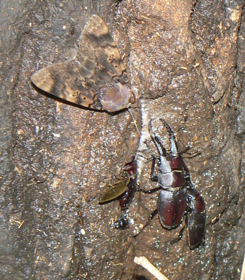 大木クヌギ_左側の根元 ノコギリクワガタのペア 2021年7月12日19時45分頃 気温28度